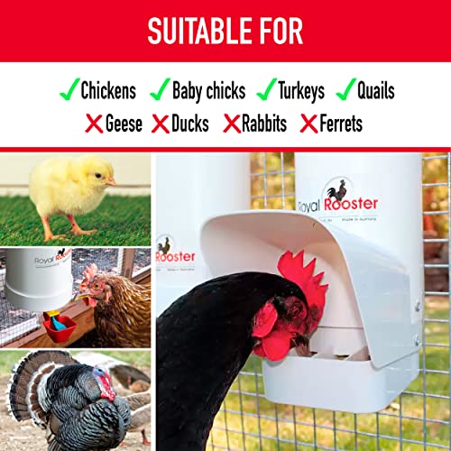 Royal Rooster Chicken Feeder and Chicken Waterer Set 7 lb Poultry