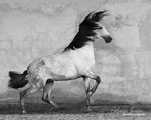 Windstorm - Fine Art Horse Photograph - Black and White
