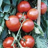 Bella Rosa Hybrid Tomato Seeds (40 Seed Pack)(Non GMO Organic Vegetable Fruit Garden Seeds) Non-Hybrid, By Home Decorium