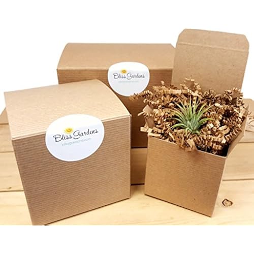 Bliss Gardens Air Plant Terrarium Kit with 7 Grocery & Gourmet Food, Fresh Flowers & Live Indoor Plants, Live Indoor Plants, House Plants