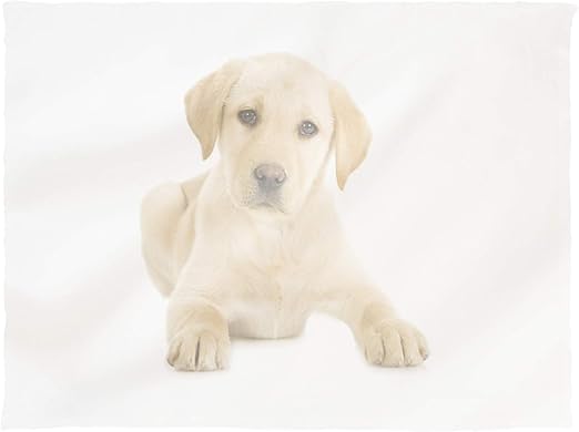white fluffy labrador