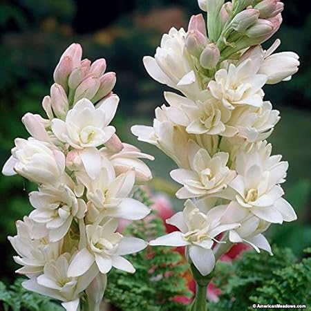 Gate Garden Rajnigandha Double Flowering Fragrant Polianthes Tuberosa Flower Bulbs/Seeds (15 Bulbs & 2 Bulbs)