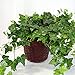 American Plant Exchange Easy Care English Ivy California Trailing Vine Live Plant, 6