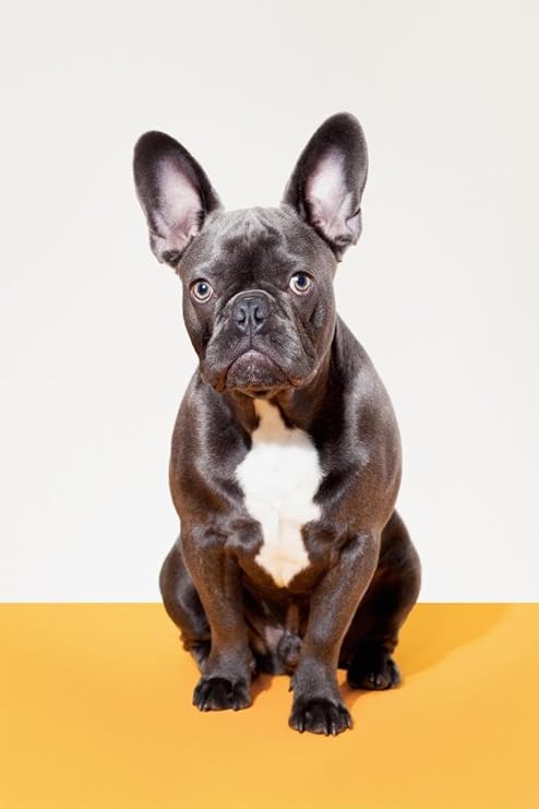 trader joe's puppy food