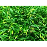 Cryptocoryne Parva Crypt Parva Live Aquarium Plant Freshwater - Buy 2 Get 1