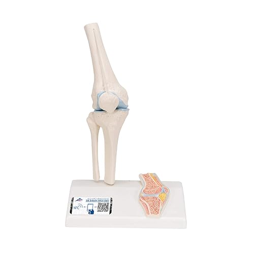 3B Scientific A85/1 Mini Knee Joint w/ cross sec of bone on base - 3B ...