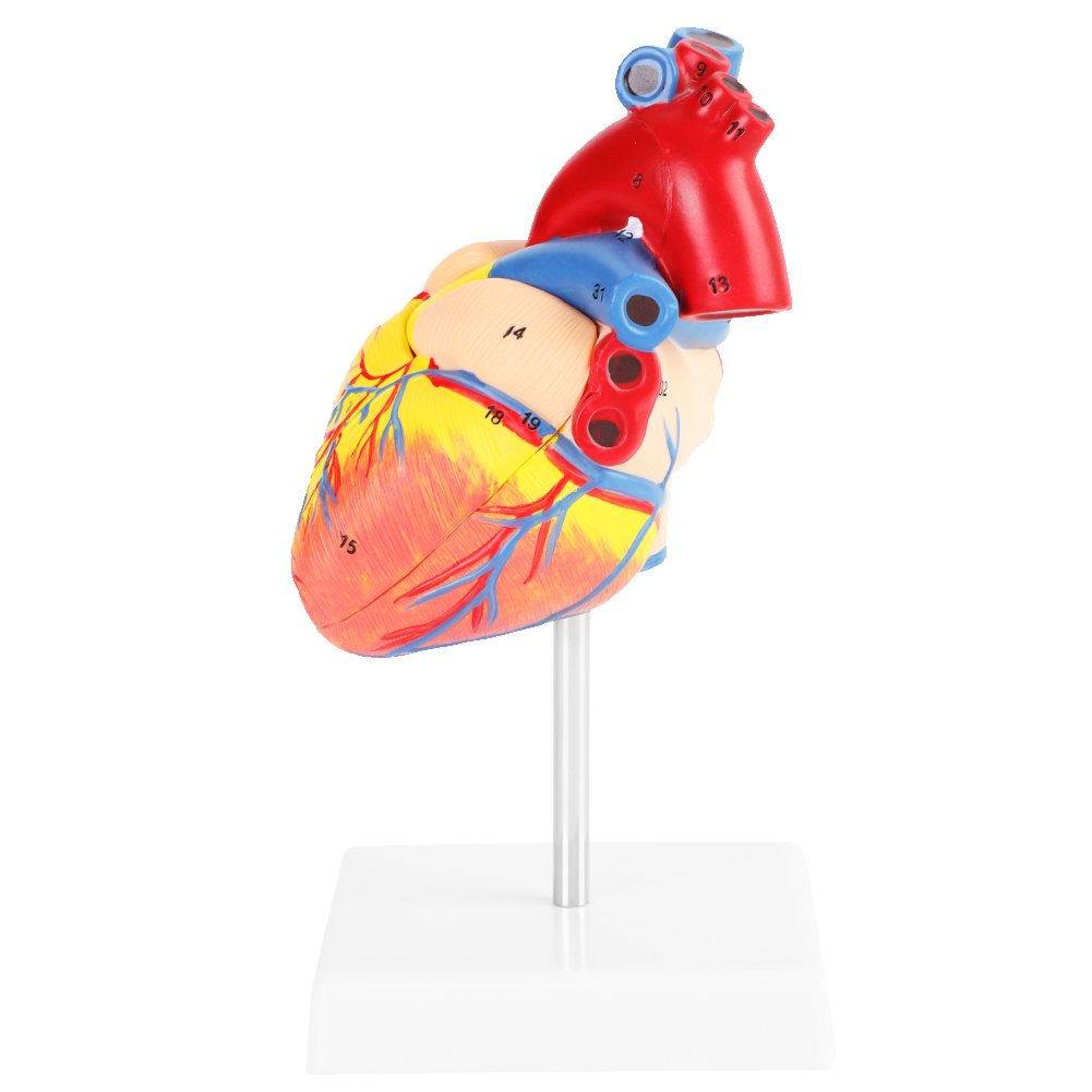 Akozon 1:1 Anatomical Human Life Size Heart Model Medical Cardiovascular 2 Parts for Science Classroom, Cardiology Anatomy Teaching Model