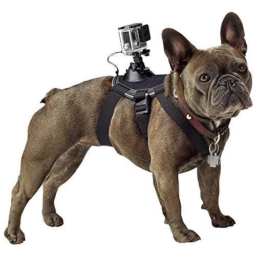 arnés para perros gopro fetch - montura oficial de gopro