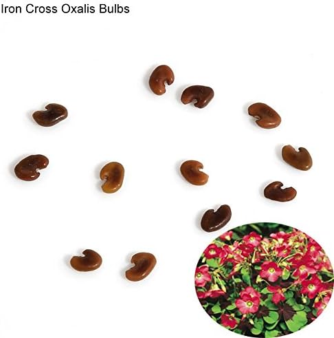 10 Pcs Shamrock Oxalis Triangularis Bulbs Easy to Plant Leaf Flower Seeds - Iron Cross Oxalis Bulbs