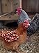 Louise's Country Closet Standard Size 5 Pack Chicken Saddle Complete Protection for Wings and Back and Made with Durable Denim