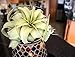 Tillandsia Xerographica Air Plant, Tillandsia Air Plants Live Large Indoor Plants Live Houseplants, Exotic Plants for Succulent Terrarium, Fairy Garden Decor, Succulents Live Plants by Plants for Pets