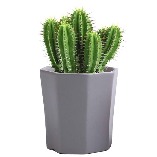 LUCKEGO - Maceta de cerámica con forma hexagonal para cactus ...