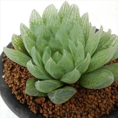 Amazon Osハオルチア トランシエンス おもしろ多肉植物 観葉植物 オンライン通販