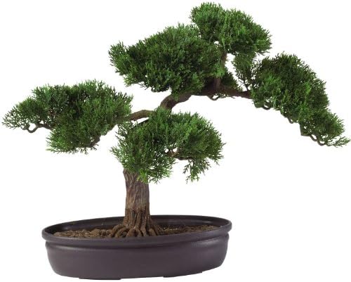 16" Cedar Bonsai Tree - Indoor/Outdoor