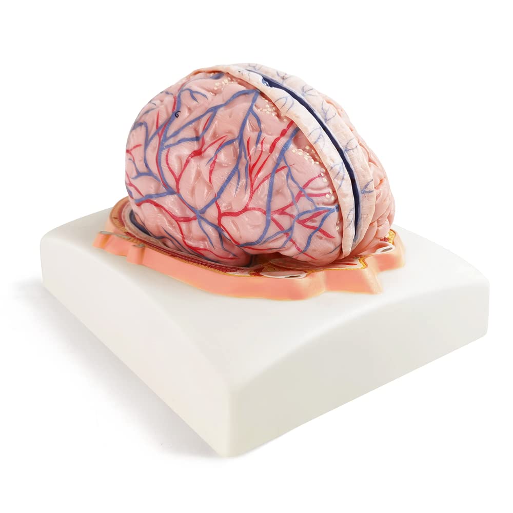 Mua Evotech Human Brain Model w/Arteries, 7 Parts Life Size Anatomy ...