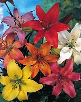 Asiatische gemischt Lilien Lilium asiatic Blumenzwiebeln (20 Blumenzwiebeln)