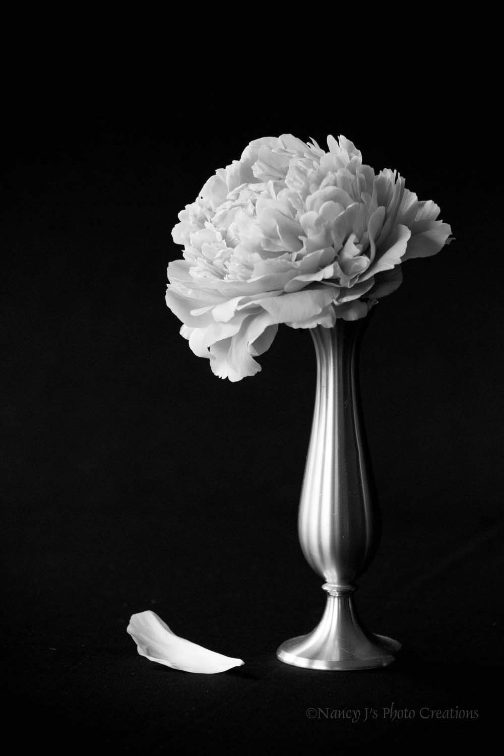 Amazon Com Peony Photos Contemporary Wall Art Floral Print Set Unframed Black And White Flower Photography Botanical Home Decor Custom Photographic Gift For Gardener 8x12 12x18 16x24 20x30 Handmade