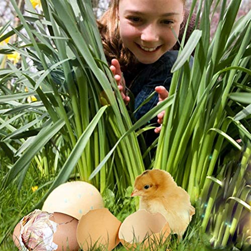 Jlxl Inkubator Vollautomatische Brutmaschine Temperaturregelung with Dual Power Uninterrupted Supply for Hühner Ente… – Bild 6