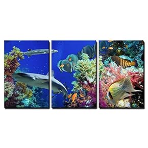 Tropical Anthias Fish with Net Fire Corals and...