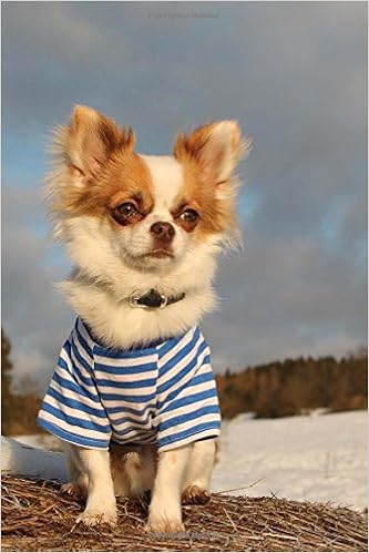 Styling Long Haired Chihuahua Dog In A Blue Striped Shirt Pet