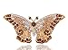 Alilang Empress Monarch Winged Butterfly Crystal Rhinestone Brooch Pin