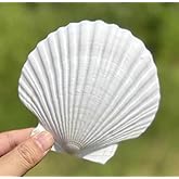 SEAJIAYI 10 PCS Large Scallop Shells 4-5 inch Natural White Scallop Shells from Sea Beach for DIY Craft Decor