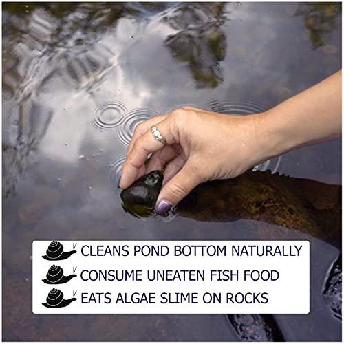 Colorful Pond Live Snails 10 Count Japanese Trapdoor Pond Snails