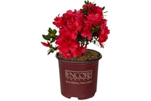 Encore Azalea Autumn Bonfire (1 Gallon) Red Flowering Shrub - Full Sun Live Outdoor Plant - Azalea Shrub - Rhododendron