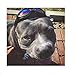 Stock Show Dog Helmet, 1Pc Funny Cool Pet Doggie Motorcycles Bike Helmet Cap Hat for Sun Rain Protection Cats Puppy Cute Helmet Hat Coustume for Small Medium Cats Dogs, Black M