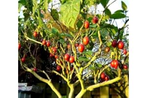 50 Rare Tamarillo/Tree Tomato/Cyphomandra Betacea Edible Fruit Seeds: Package Contain Seeds