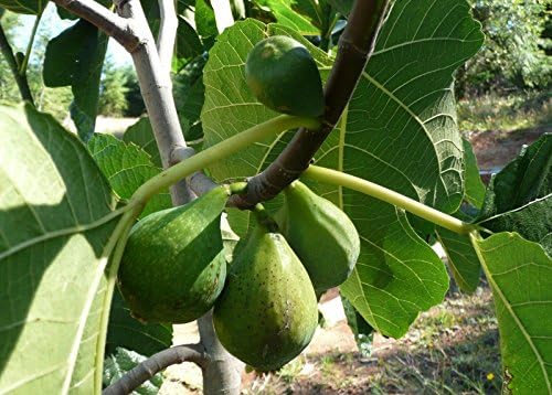 Desert King Fig, LIVE POTTED PLANT, Fruit Tree, Cold Hardy