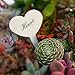 KINGLAKE 100 Pcs White Thick Plastic Garden Plant Seed Tags Heart Shaped Waterproof Nursery Garden Labels Markerthumb 3