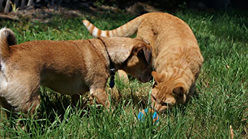 CHUCKIT! ULTRA SQUEAKER BALL