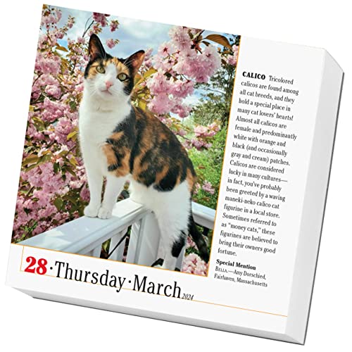365 Cats PageADay Calendar 2024 The World's Favorite Cat Calendar on