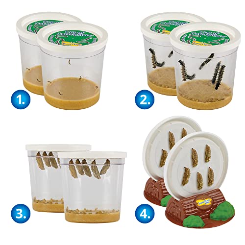 Two Cups of Caterpillars - Life Science & STEM Education - Butterfly Kit Refill – Painted Lady Butterflies – Includes Two Chrysalis Holding Logs Instructions - Butterfly Lifecycle Observation