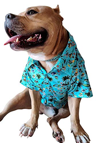 blue hawaiian pitbull