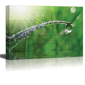 Sun Rays Illuminating a Lone Leaf Covered in Rain Drops - Nature - Canvas Art Home Art - 12x18 inches