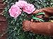 Rose Pruning Gloves for Men and Women - Thorn Proof Goatskin Leather Gardening Gloves with Gauntlet