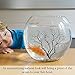 SunGrow Natural Aquarium Sea Fan Dramatic Piece of Aquarium Décor - Great for Fish Tanks, Terrariums, Plant Tanks, Art Projects, Wall Decor