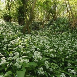 Nuts n' Cones Wildflower - Ramsons, Wild Garlic - 200 Seeds Nuts n' Cones Wildflower - Ramsons, Wild Garlic - 200 Seeds