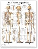 Image de The Skeletal System Anatomical Chart in Spanish (El Sistema Esqueletico)