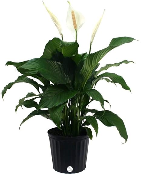 Bhajanlal Greenery Best Air Purifier Indoor Plants for Home with Pot - Peace Lily Plant