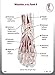 Trail Guide To The Body Flash Card Set - Skeletal System and Muscles of the Human Body