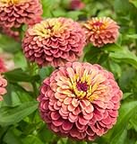 David's Garden Seeds Flower Zinnia Queen Red Lime DGS1987OB (Pink) 50 Open Pollinated Seeds
