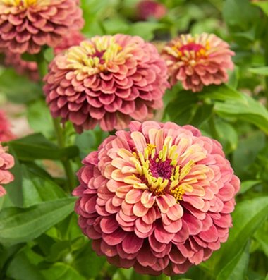David's Garden Seeds Flower Zinnia Queen Red Lime DGS1987OB (Pink) 50 Open Pollinated Seeds David's Garden Seeds Flower Zinnia Queen Red Lime DGS1987OB (Pink) 50 Open Pollinated Seeds