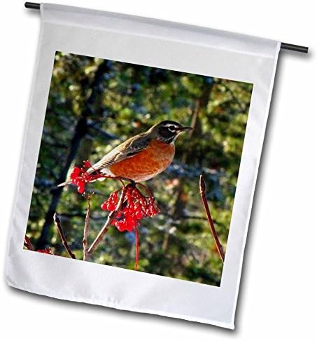3dRose fl_16888_1 Robin in The Mountain Ash Tree 1 Garden Flag, 12 by 18-Inch