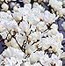 Sweetbay Magnolia Tree Seeds 35 Seeds Upc 650327337442