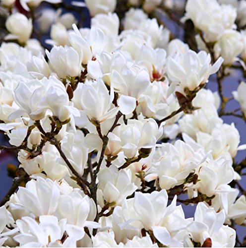 Sweetbay Magnolia Tree Seeds 35 Seeds Upc 650327337442
