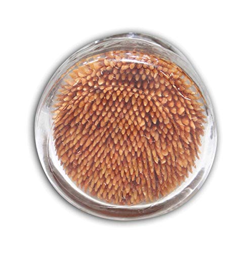 600 Eucalyptus Cinnamon Flavor Natural Wooden Toothpicks in Glass Jar with Lid - Use to Quit Smoking and Freshen Breath After Food and Drink - An Alternative to Gum, Mints and Cigarettes