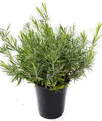 Findlavender - Lavender Platinum Blonde - 2.5QT Size Pots - 1 Live Plant - Zones 5-10